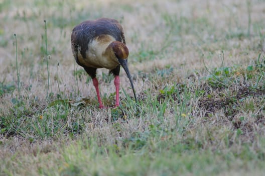 Black-faced ibis Theristicus melanopis searching for food. Temuco. Araucania Region. Chile.