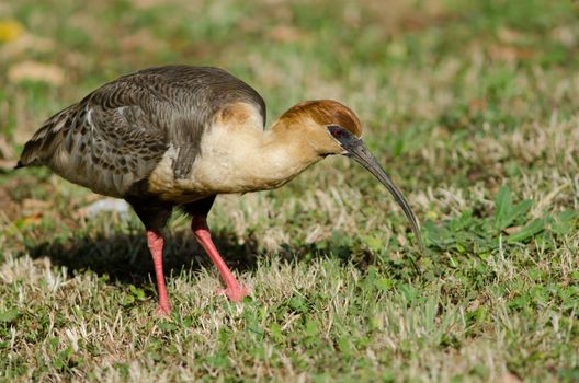 Black-faced ibis Theristicus melanopis . Temuco. Araucania Region. Chile.