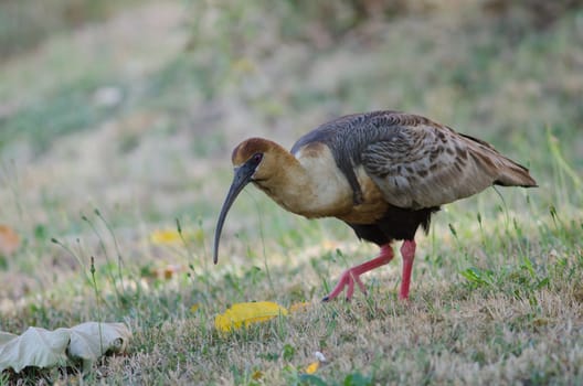 Black-faced ibis Theristicus melanopis. Temuco. Araucania Region. Chile.