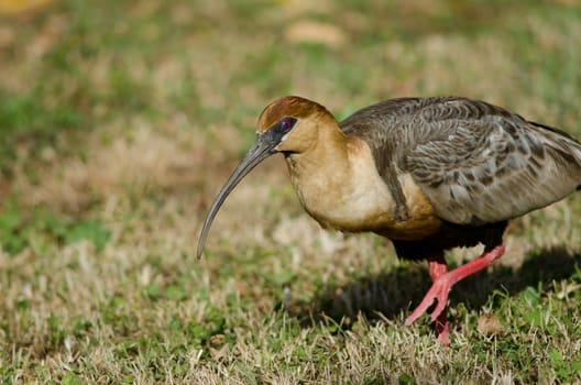 Black-faced ibis Theristicus melanopis . Temuco. Araucania Region. Chile.