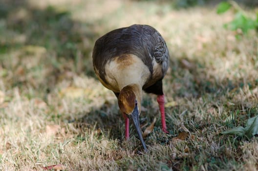 Black-faced ibis Theristicus melanopis searching for food. Temuco. Araucania Region. Chile.