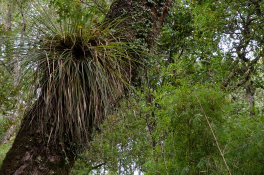 Chupalla Fascicularia bicolor on a tree. Cerro Nielol Natural Monument. Temuco. Araucania Region. Chile.