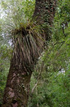 Chupalla Fascicularia bicolor on a tree. Cerro Nielol Natural Monument. Temuco. Araucania Region. Chile.