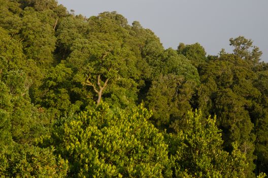 Forest in the Cerro Nielol Natural Monument. Temuco. Araucania Region. Chile.