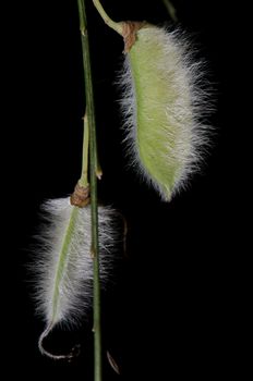 Hairy pods of hairy-fruited broom Cytisus striatus. Cerro Nielol Natural Monument. Temuco. Araucania Region. Chile.