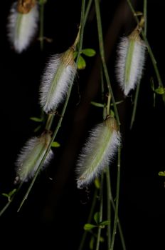 Hairy pods of hairy-fruited broom Cytisus striatus. Cerro Nielol Natural Monument. Temuco. Araucania Region. Chile.
