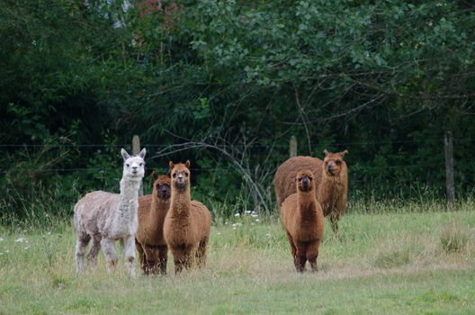 Herd of alpacas Vicugna pacos. Araucania Region. Chile.