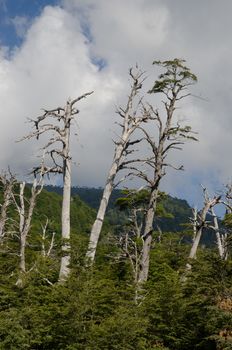 Dead trees stand out in the forest. Araucania Region. Chile.