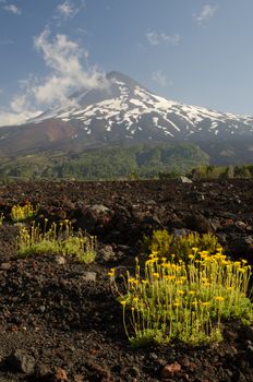 Llaima volcano in the Conguillio National Park. Araucania Region. Chile.