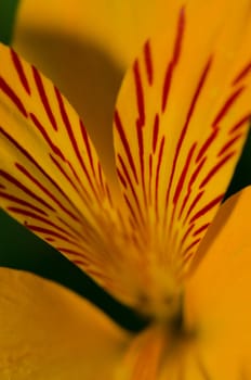 Detail of a flower of Peruvian lily Alstroemeria aurea. Conguillio National Park. Araucania Region. Chile.