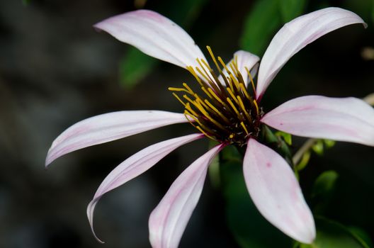 Flower of Chilean climbing gazania Mutisia ilicifolia. Conguillio National Park. Araucania Region. Chile.