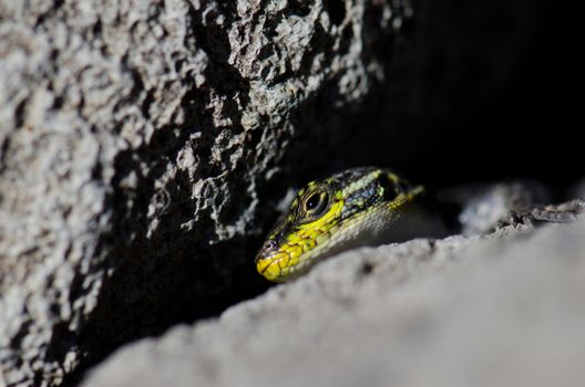 Male of jewel lizard Liolaemus tenuis. Conguillio National Park. Araucania Region. Chile.