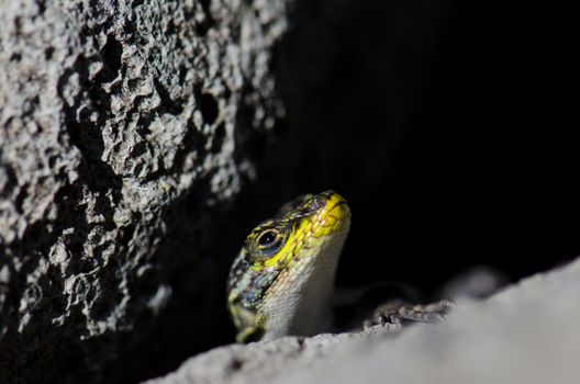 Male of jewel lizard Liolaemus tenuis. Conguillio National Park. Araucania Region. Chile.