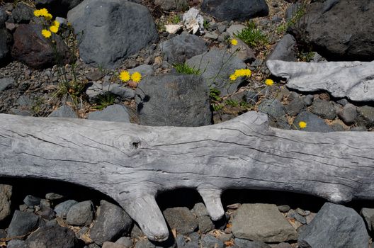 Trunk of dead tree and flowers of catsear Hypochaeris radicata. Conguillio National Park. Araucania Region. Chile.