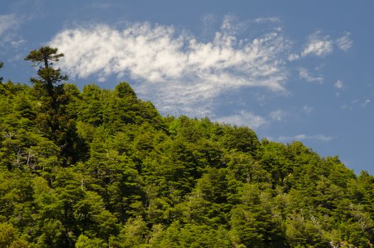 Forest and clouds. Conguillio National Park. Araucania Region. Chile.