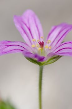 Flower of little-robin Geranium purpureum. Conguillio National Park. Araucania Region. Chile.