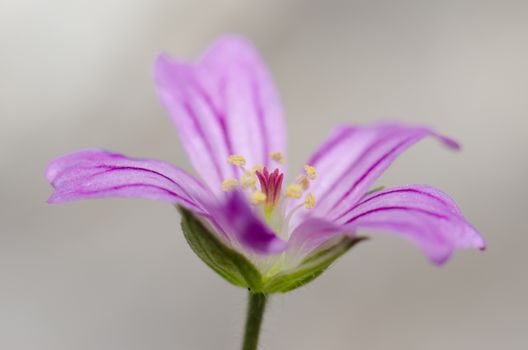 Flower of little-robin Geranium purpureum. Conguillio National Park. Araucania Region. Chile.