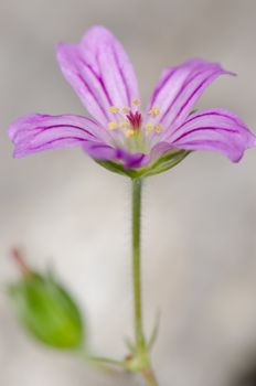 Flower of little-robin Geranium purpureum. Conguillio National Park. Araucania Region. Chile.