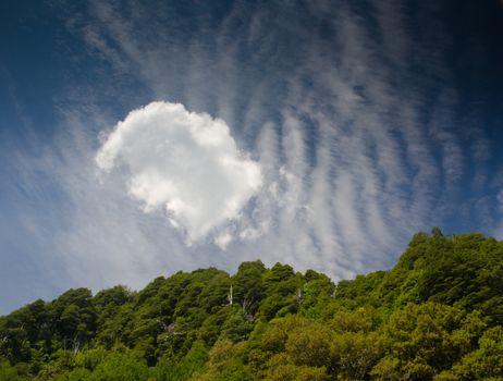 Forest and clouds. Conguillio National Park. Araucania Region. Chile.