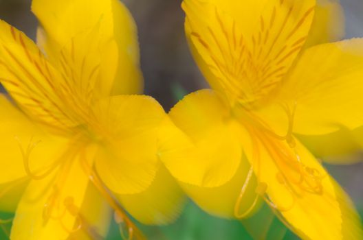 Flowers of Peruvian lily Alstroemeria aurea moved by the wind. Picture blur to suggest movement. Conguillio National Park. Araucania Region. Chile.