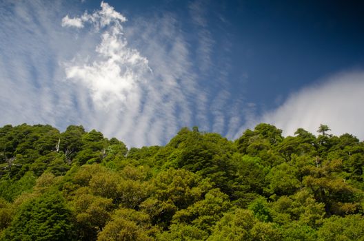 Forest and clouds. Conguillio National Park. Araucania Region. Chile.