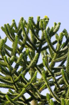 Branches of monkey puzzle tree Araucaria araucana. Conguillio National Park. Araucania Region. Chile.