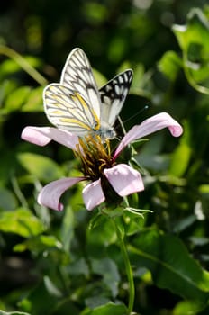 Butterfly Tatochila theodice on a flower of Chilean climbing gazania Mutisia ilicifolia. Conguillio National Park. Araucania Region. Chile.