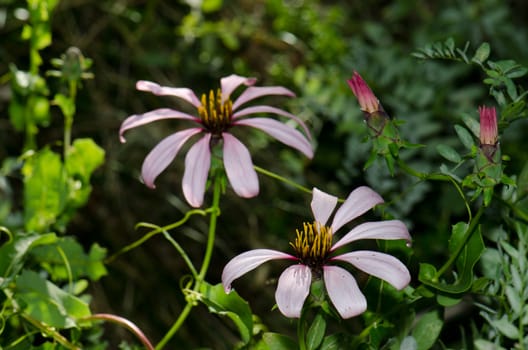 Flowers of Chilean climbing gazania Mutisia ilicifolia. Conguillio National Park. Araucania Region. Chile.