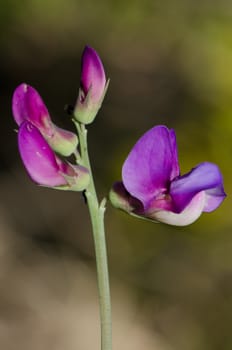 Flowers of wild pea Lathyrus magellanicus. Conguillio National Park. Araucania Region. Chile.