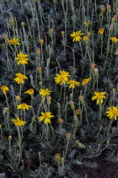 Plant Senecio chilensis in flower. Conguillio National Park. Araucania Region. Chile.