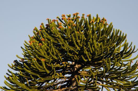Monkey puzzle tree Araucaria araucana. Conguillio National Park. Araucania Region. Chile.