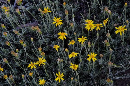 Plant Senecio chilensis in flower. Conguillio National Park. Araucania Region. Chile.