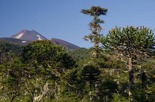 Monkey puzzle trees Araucaria araucana and Llaima volcano in the background. Conguillio National Park. Araucania Region. Chile.