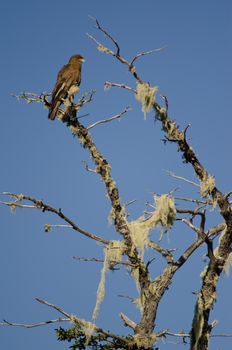 Chimango caracara Milvago chimango. Conguillio National Park. Araucania Region. Chile.