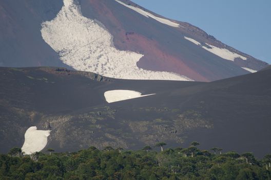 Llaima volcano slope and forest of monkey puzzle tree Araucaria araucana. Conguillio National Park. Araucania Region. Chile.