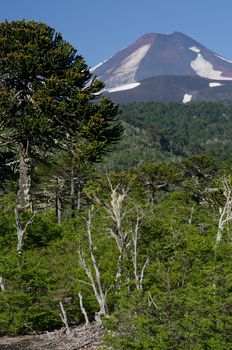 Llaima volcano and forest with monkey puzzle tree Araucaria araucana to the left. Conguillio National Park. Araucania Region. Chile.