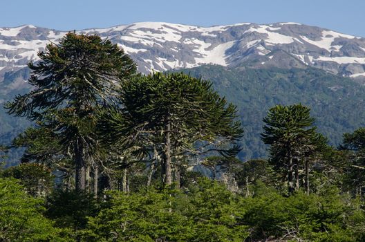 Monkey puzzle trees Araucaria araucana and cliffs. Conguillio National Park. Araucania Region. Chile.