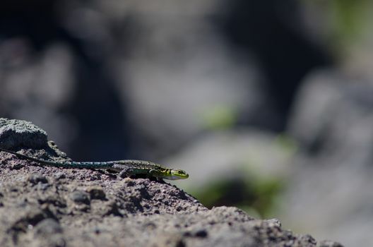 Male of jewel lizard Liolaemus tenuis. Conguillio National Park. Araucania Region. Chile.