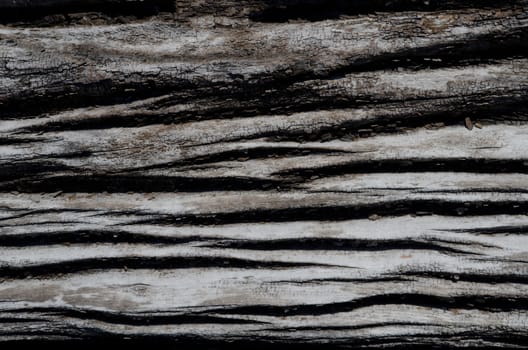 Detail of a trunk of dead tree. Conguillio National Park.. Araucania Region. Chile.