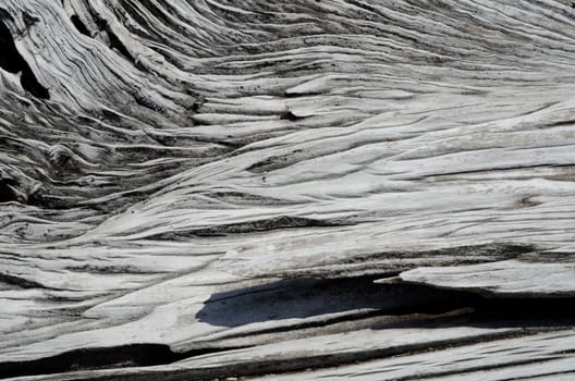 Detail of a trunk of dead tree. Conguillio National Park.. Araucania Region. Chile.