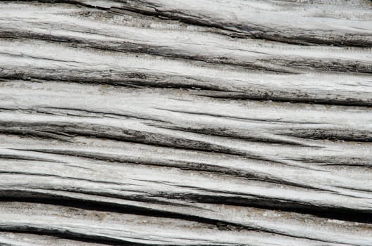 Detail of a trunk of dead tree. Conguillio National Park.. Araucania Region. Chile.