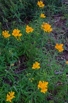 Peruvian lilies Alstroemeria aurea in flower. Conguillio National Park. Araucania Region. Chile.