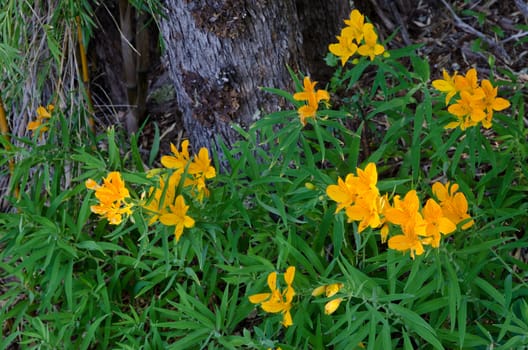 Peruvian lilies Alstroemeria aurea in flower. Conguillio National Park. Araucania Region. Chile.