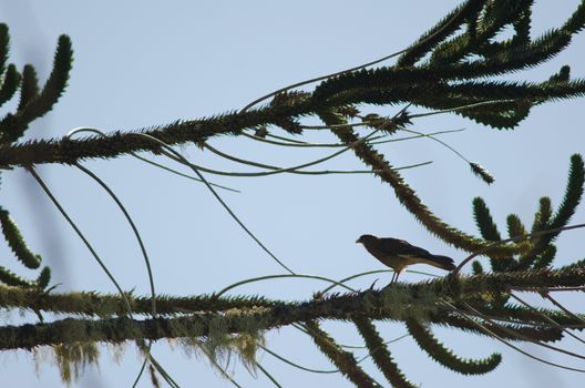 Chimango caracara Milvago chimango perched on a branch of monkey puzzle tree Araucaria araucana . Conguillio National Park. Araucania Region. Chile.