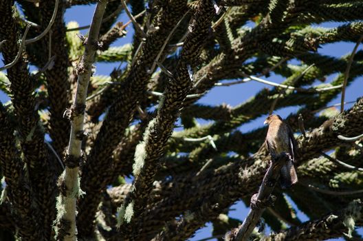 Chimango caracara Milvago chimango perched on a dry branch of monkey puzzle tree Araucaria araucana . Conguillio National Park. Araucania Region. Chile.