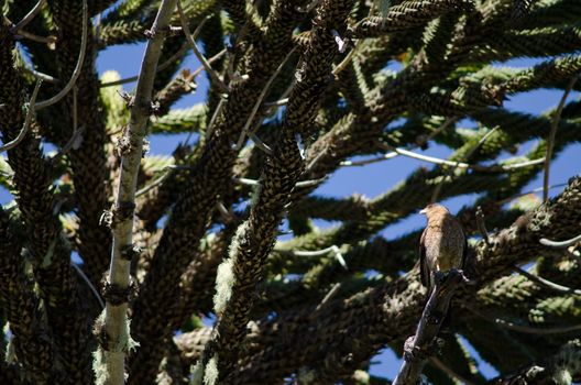 Chimango caracara Milvago chimango perched on a dry branch of monkey puzzle tree Araucaria araucana . Conguillio National Park. Araucania Region. Chile.