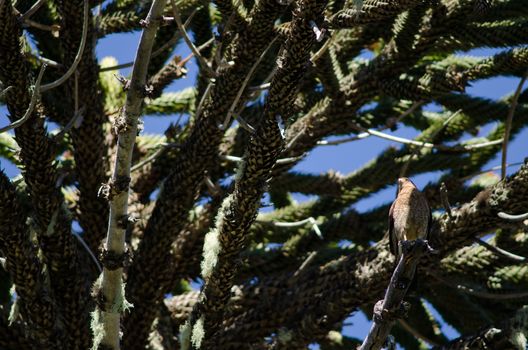 Chimango caracara Milvago chimango perched on a dry branch of monkey puzzle tree Araucaria araucana . Conguillio National Park. Araucania Region. Chile.