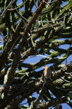 Chimango caracara Milvago chimango perched on a dry branch of monkey puzzle tree Araucaria araucana . Conguillio National Park. Araucania Region. Chile.