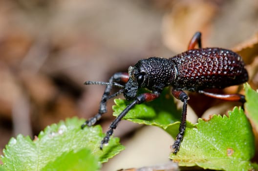 Beetle Aegorhinus vitulus in the Conguillio National Park. Araucania Region. Chile.