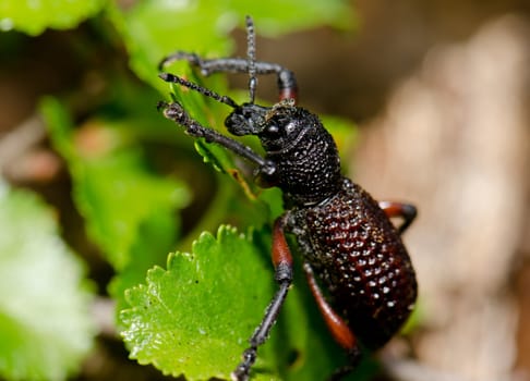 Beetle Aegorhinus vitulus in the Conguillio National Park. Araucania Region. Chile.